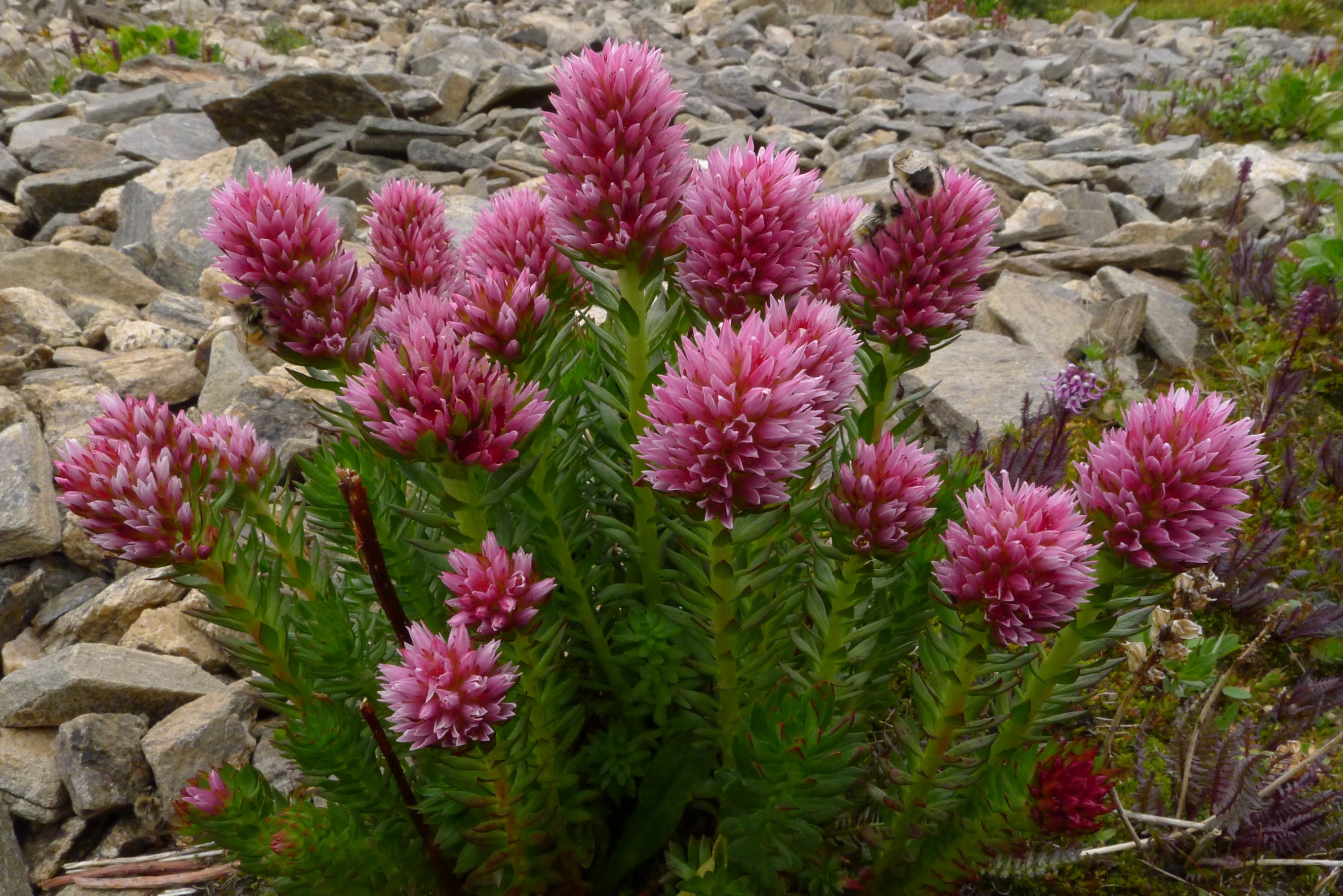 rose_crown_linkins_p1040489